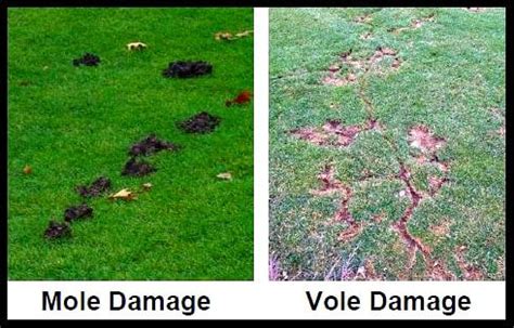 Dealing with Voles and Moles