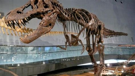 There’s a Premier Dinosaur Museum in Japan’s Oft-Overlooked Fukui Prefecture · Global Voices