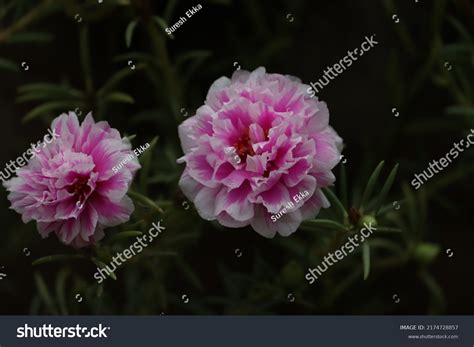 Portulaca Grandiflora Succulent Flowering Plant Family Stock Photo ...