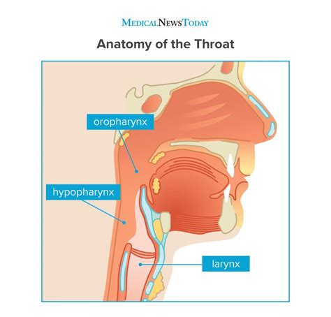 Anatomy Of The Back Of The Throat - slideshare