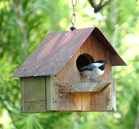 A chickadee takes residence in one of the many bird houses Dave has made. | Beautiful birdhouses ...