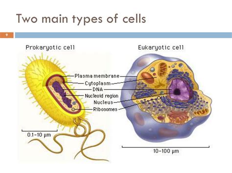 PPT - Overview of the cell PowerPoint Presentation, free download - ID:1985559