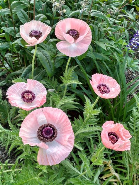 Poppies: Plant Care and Collection of Varieties - Garden.org