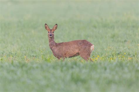 Female Roe Deer Capreolus Capreolus Standing In Green Grassland Stock Photo - Image of portrait ...