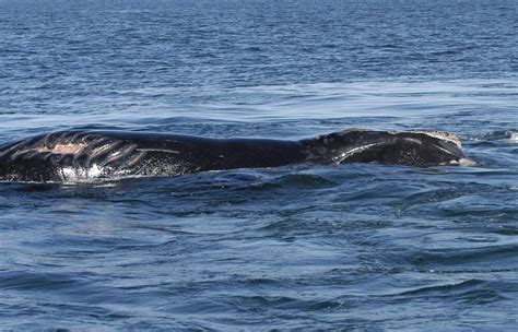 After long, steep decline, the North Atlantic right whale population appears to stabilize | WBUR ...