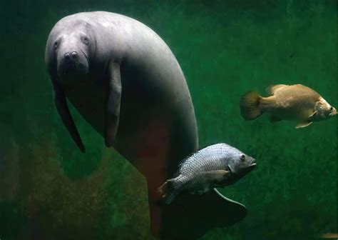 Manatee Behavior - AnimalBehaviorCorner