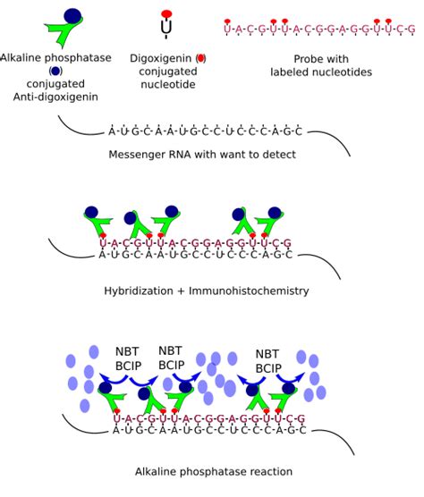 In Situ Hybridization Protocol - slidesharetrick