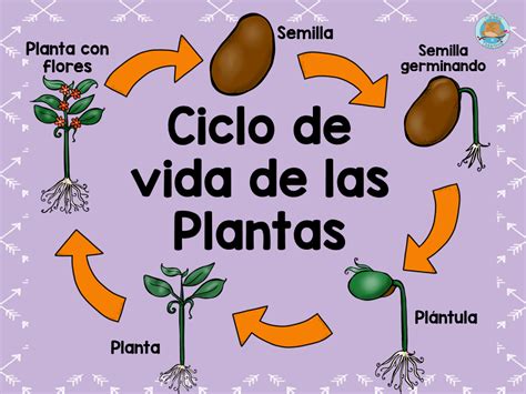 Partes De La Planta Ciclo De Vida De Las Plantas Partes De La Misa ...