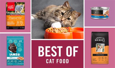 The Best Cat Food of 2024, According to Cat Parents Like You | BeChewy