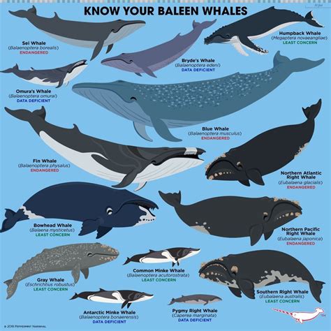 Baleen Whales are among the largest whales in the ocean, and some of the largest animals on ...
