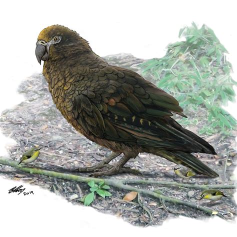 Fossils of a new species of giant parrot found in New Zealand