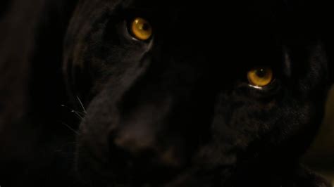 Black Panther Eyes Wallpapers - Top Free Black Panther Eyes Backgrounds ...