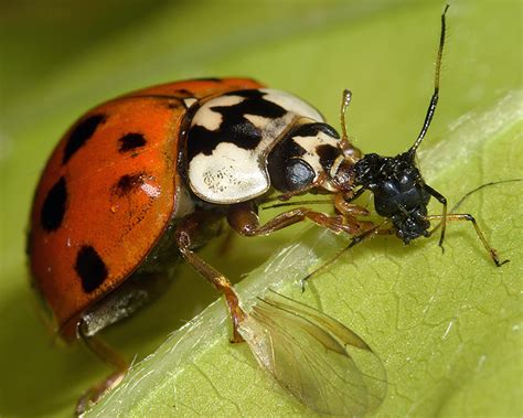 Ladybirds (Coccinellidae) that eat aphids: identification, distribution and use for biological ...