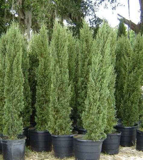 Italian Cypress Tree Facts, Cultivars, Growth Rate, Pictures