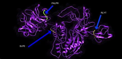 Present 3D structure of metalloproteinase-9 protein visualizing most ...