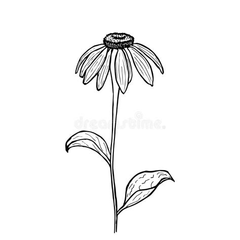 Vector Illustration of Hand Drawn Echinacea. Vintage Echinacea Stock ...