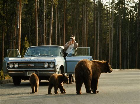 On Safari in Yellowstone National Park, America's Own Serengeti - Condé Nast Traveler