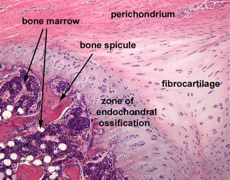 SIU SOM Histology SSB