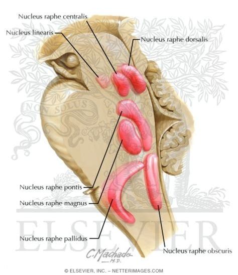 Raphe Nuclei