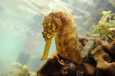 6 Best Seahorse Species for Aquariums