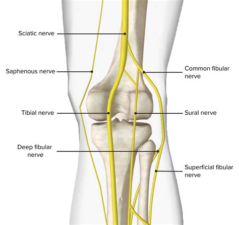 Popliteal Fossa: Anatomy | Concise Medical Knowledge