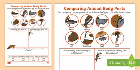 Comparing Animal Body Parts worksheet - 1st 2nd Grade - Twinkl