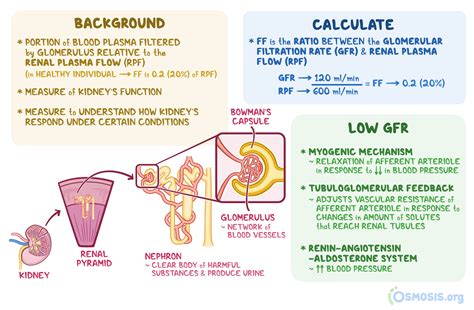 Filtration Fraction: What Is It, How to Calculate, and More | Osmosis