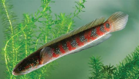 Channa Asiatica Si Ikan Gabus dari Negeri Tirai Bambu - Nakama Aquatics