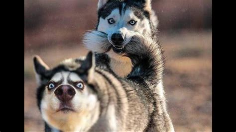 Funny And Cute Husky Puppies Compilation #1 Cutest Husky Puppies ...