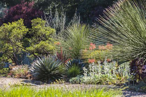 The 15 Best Drought Tolerant Plants for Landscaping