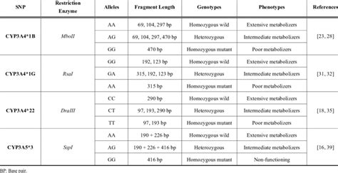 Genotypes and phenotypes of digested fragments for CYP3A4*1B ...