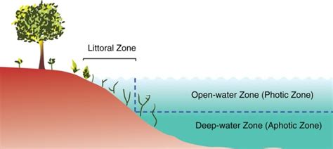 What is the Difference Between Littoral and Limnetic Zone - Pediaa.Com