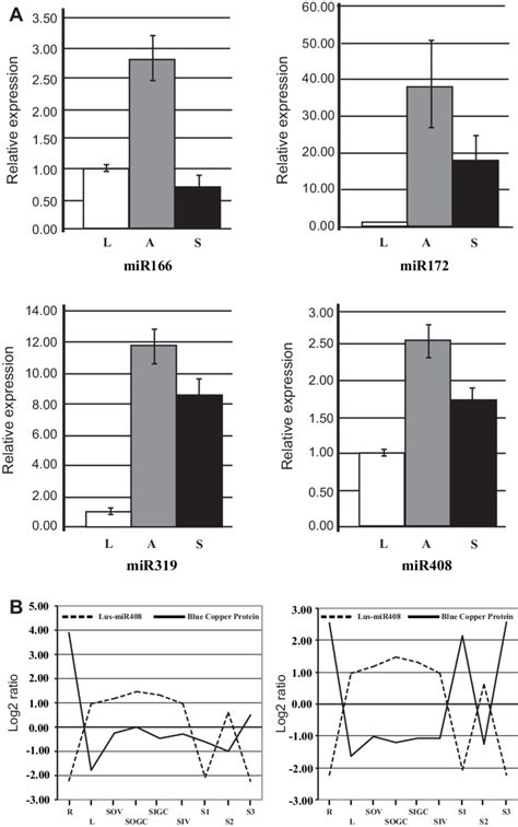 Expression analysis of 4 miRNAs in flax plants. (A) The miRNA ...