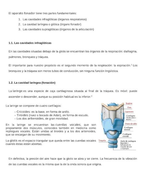 (DOCX) Funcion Del Aparato Fonador y Importancia - DOKUMEN.TIPS