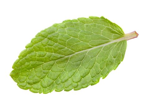 Mint leaf stock photo. Image of mint, leaf, organic, plant - 29443596