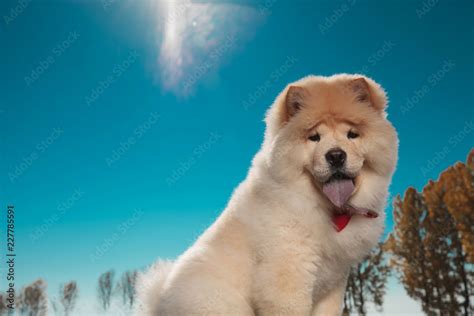 cute chow chow sticking out its blue tongue Stock Photo | Adobe Stock