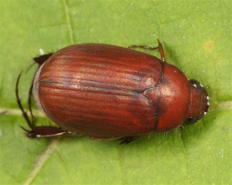 Asiatic Garden Beetle: Identification, Life Cycle, Facts & Pictures