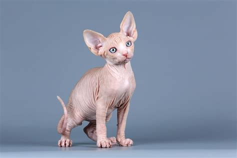 8 Sphynx Cat Colors: An Overview (With Pictures) | Hepper