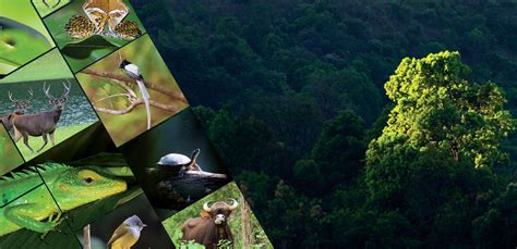 Ecotourism Adventure Tourism in Kerala | Trekking Packages & Ecotourism ...