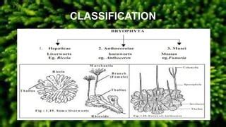 Morphology and classification of bryophytes | PPT