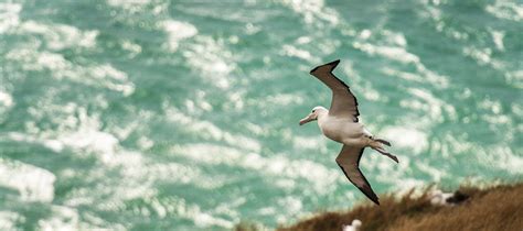 Most Unique New Zealand Wildlife | About New Zealand