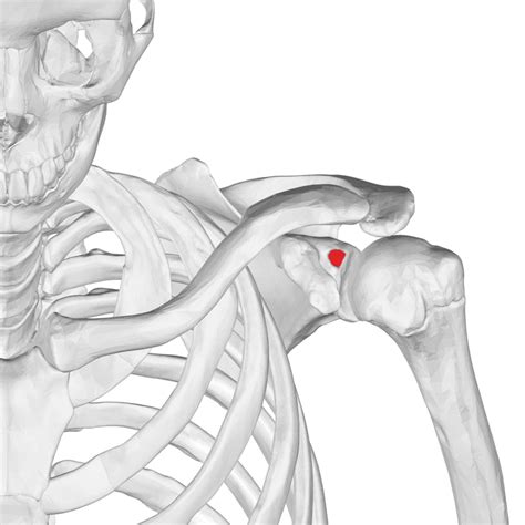 Supraglenoid tubercle - Wikiwand