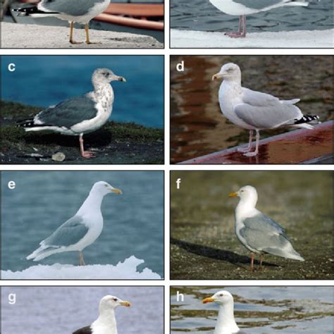 Examples of phenotypic variation within the herring gull complex. (a)... | Download Scientific ...