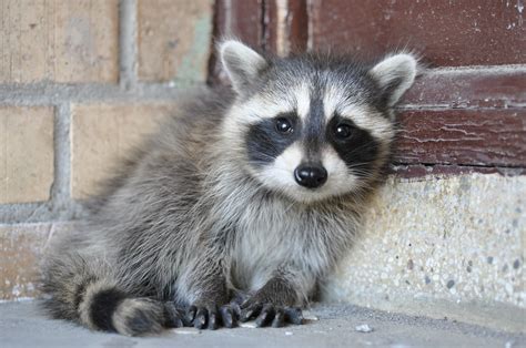 baby raccoon | blackmarket born | Flickr