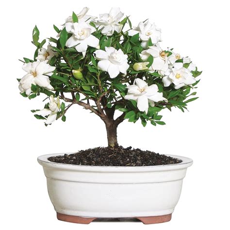 Gardenia House Plants at Lowes.com