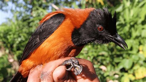 New species of poisonous birds discovered in New Guinea jungle by ...