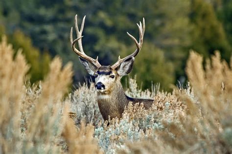 UTAH WILDLIFE BOARD APPROVES PRICE INCREASES | EHUNTR