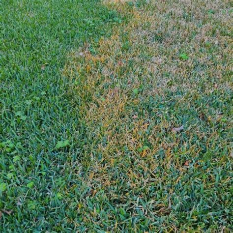 Best Fungicide for Brown Patch and Gray Leaf Spot - Houston