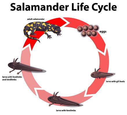 Diagram Showing Life Cycle Of Salamander Stock Illustration - Download Image Now - Salamander ...