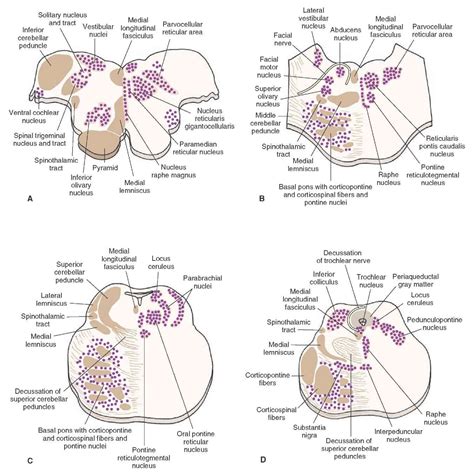 Raphe Nuclei Reticular Formation